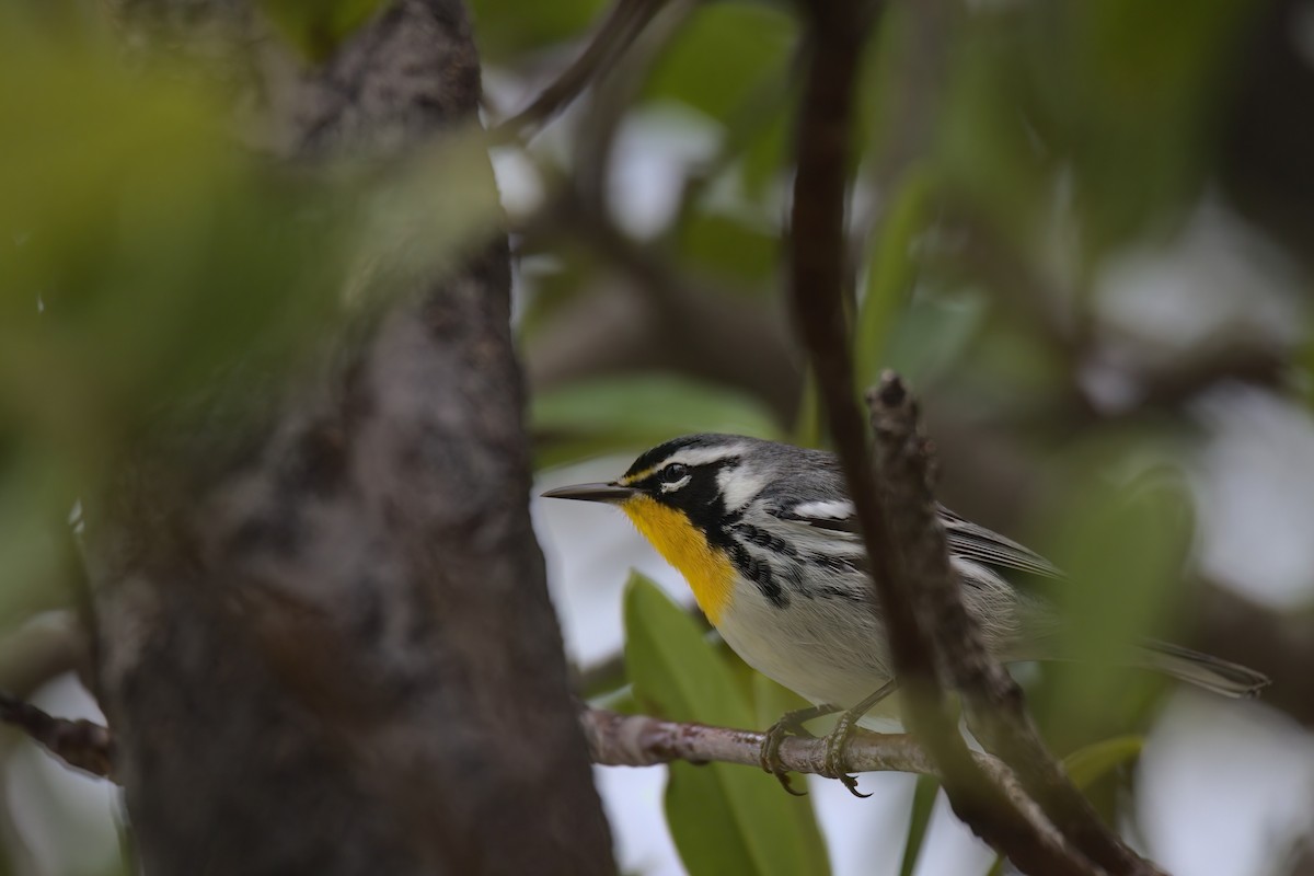 Yellow-throated Warbler - ML620932106