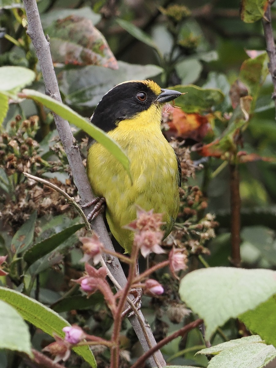 Pale-naped Brushfinch - ML620932122