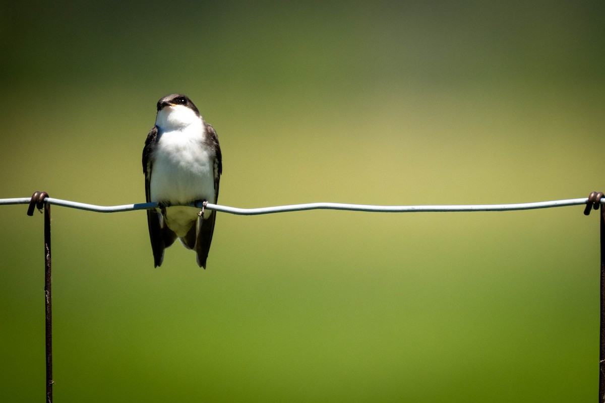 Tree Swallow - ML620932123