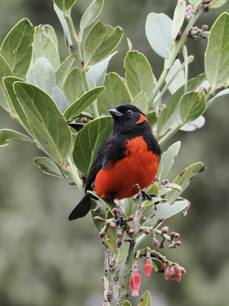 Scarlet-bellied Mountain Tanager - ML620932185