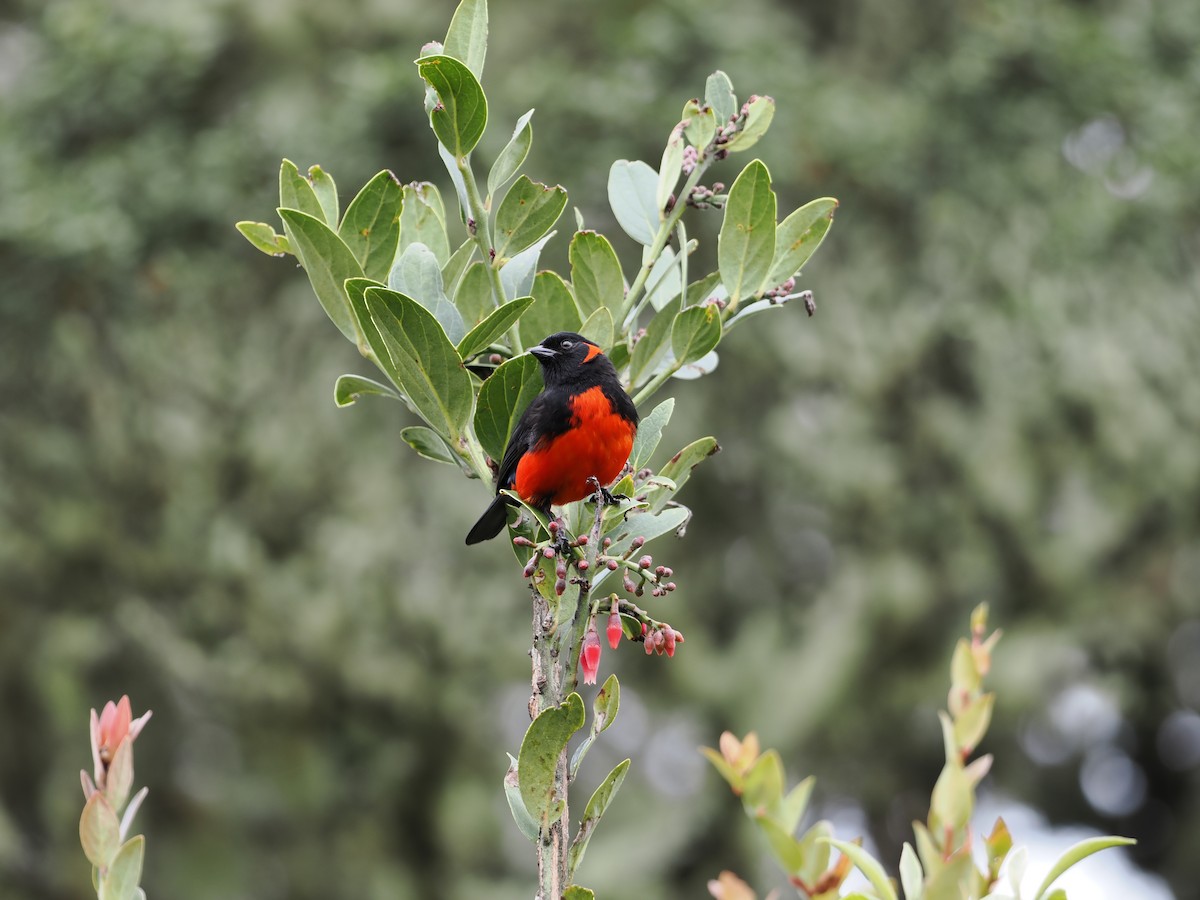 Scarlet-bellied Mountain Tanager - ML620932186