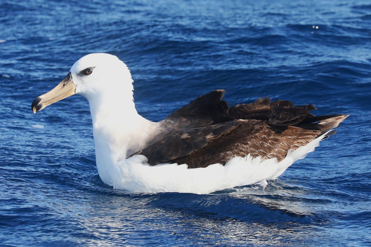 Black-browed Albatross (Campbell) - ML620932214