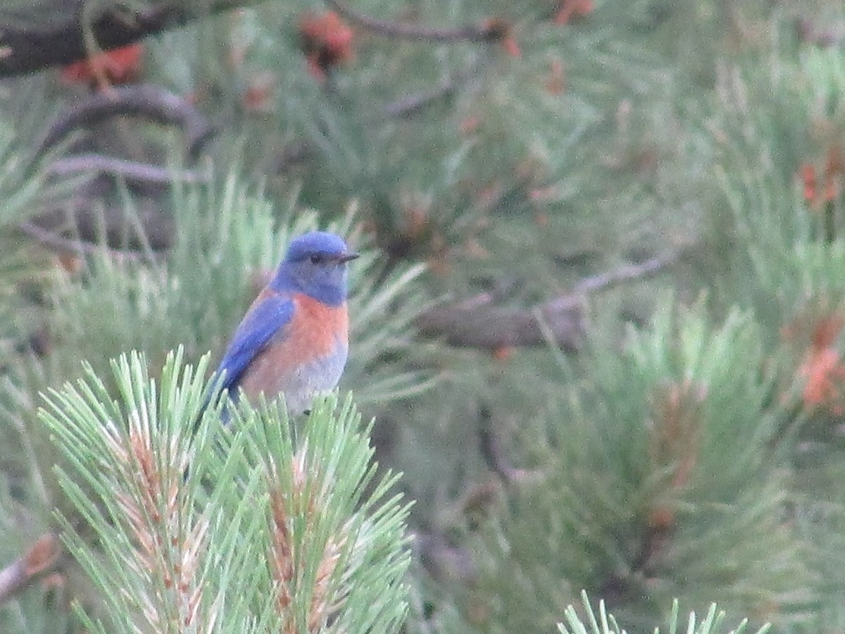 Western Bluebird - ML620932227