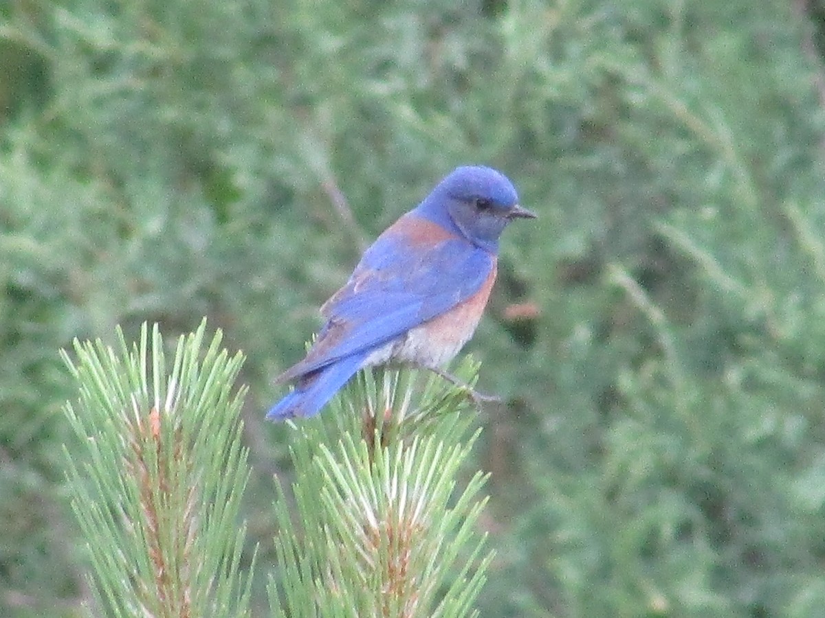 Western Bluebird - ML620932228