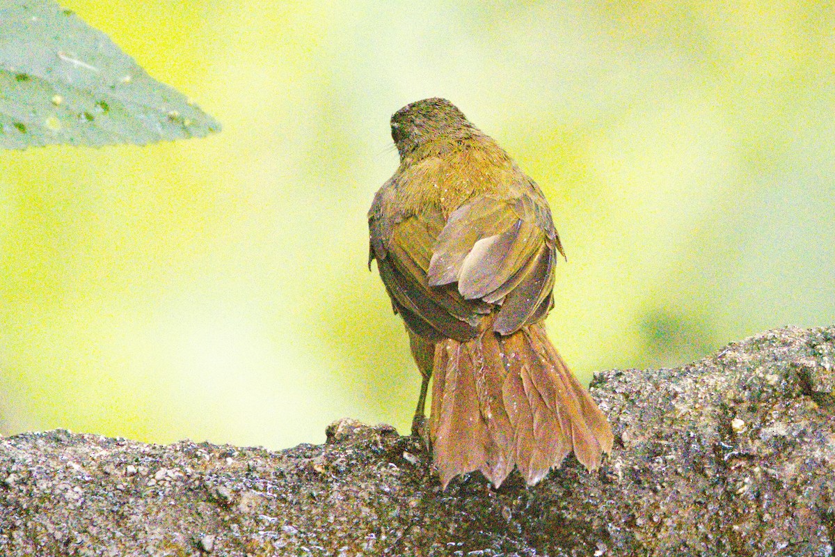 ugandabylbyl - ML620932283