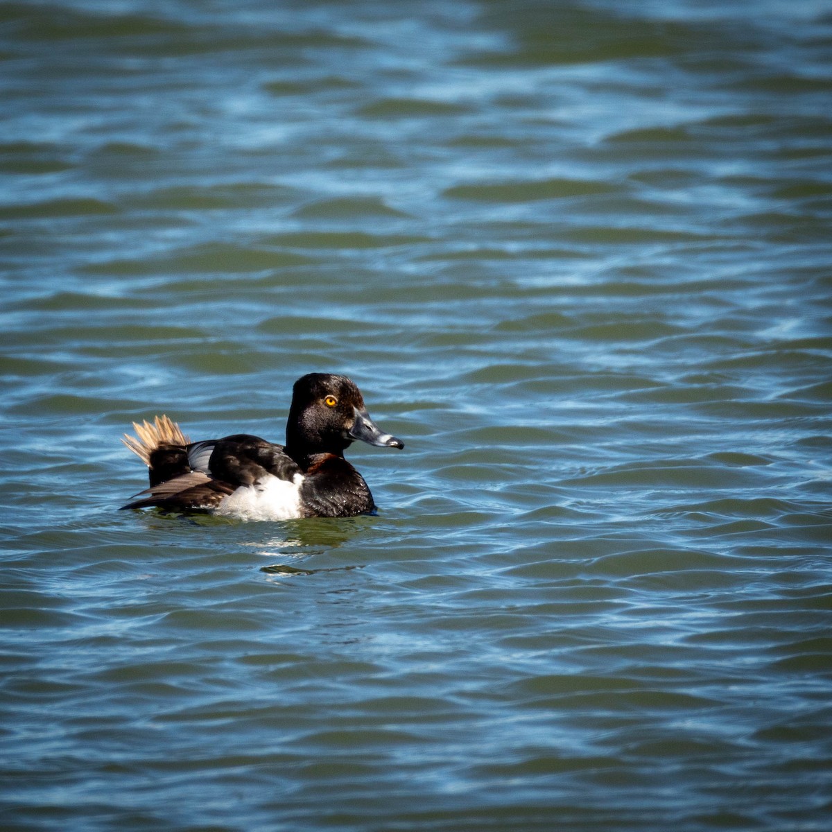 Ring-necked Duck - Nancy Clermont
