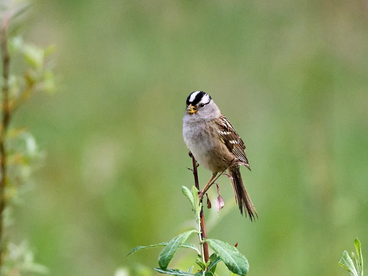 White-crowned Sparrow (pugetensis) - Scott Ramos