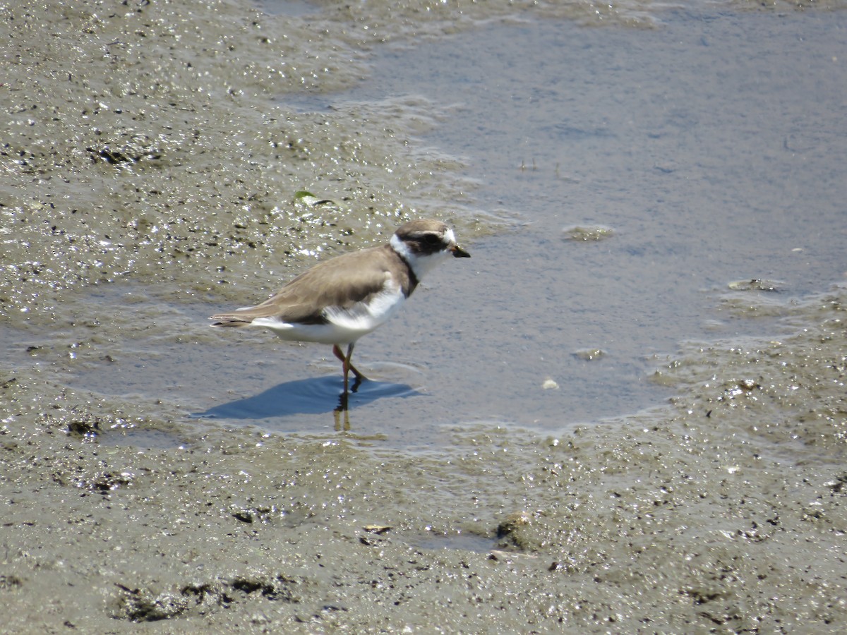 Semipalmated Plover - ML620932360