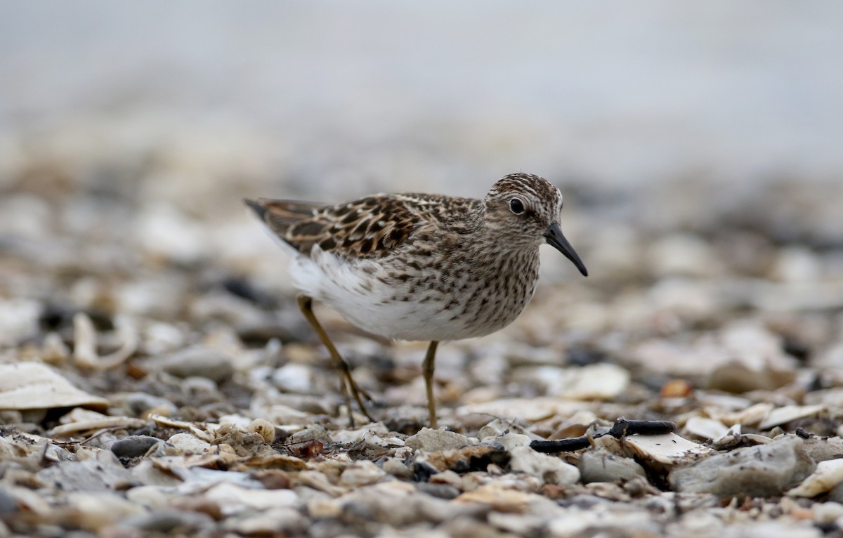 Least Sandpiper - Jay McGowan