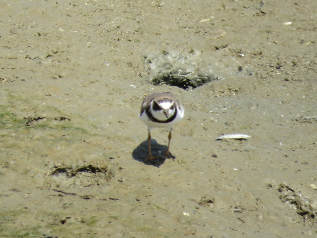 Semipalmated Plover - ML620932420