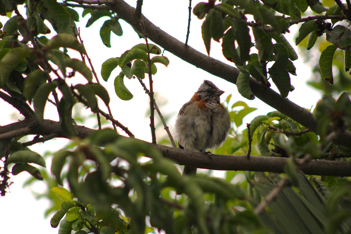 Rufous-collared Sparrow - ML620932426