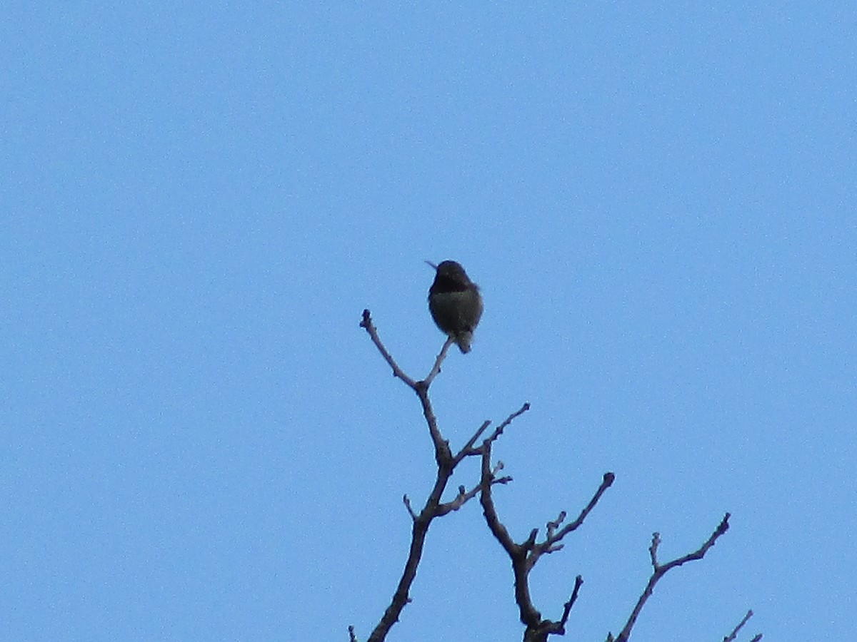 Broad-tailed Hummingbird - ML620932431