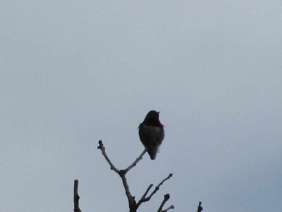 Broad-tailed Hummingbird - ML620932432