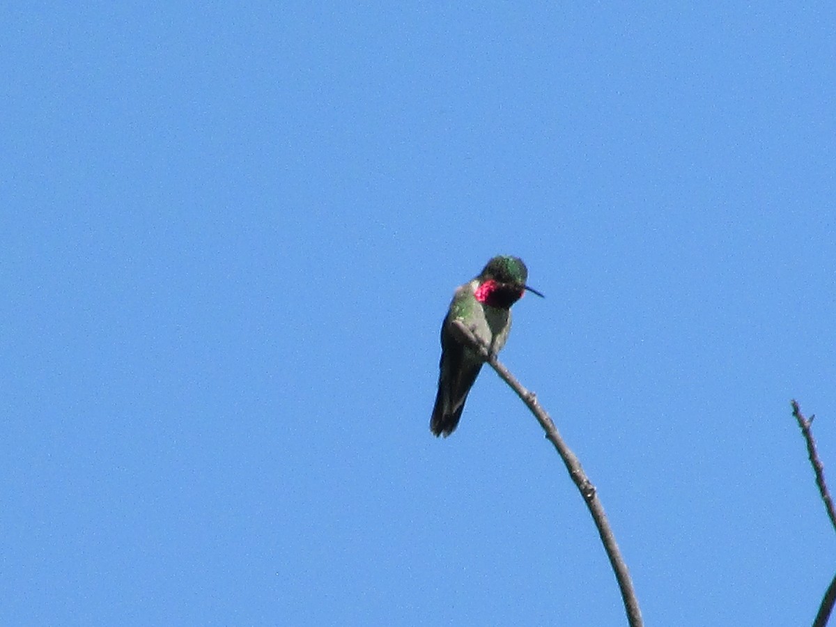 Broad-tailed Hummingbird - ML620932433