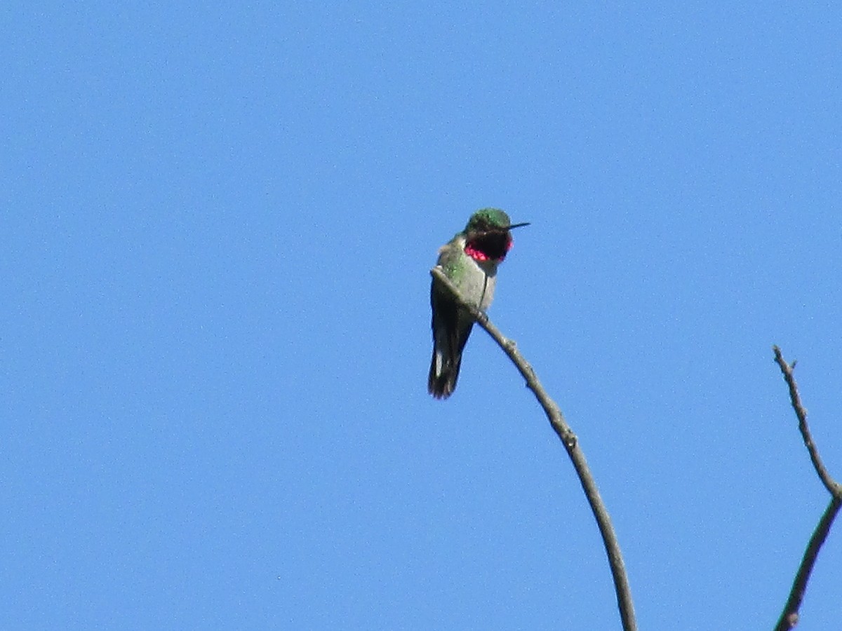 Broad-tailed Hummingbird - ML620932434