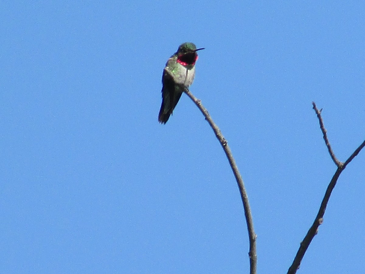 Broad-tailed Hummingbird - ML620932435