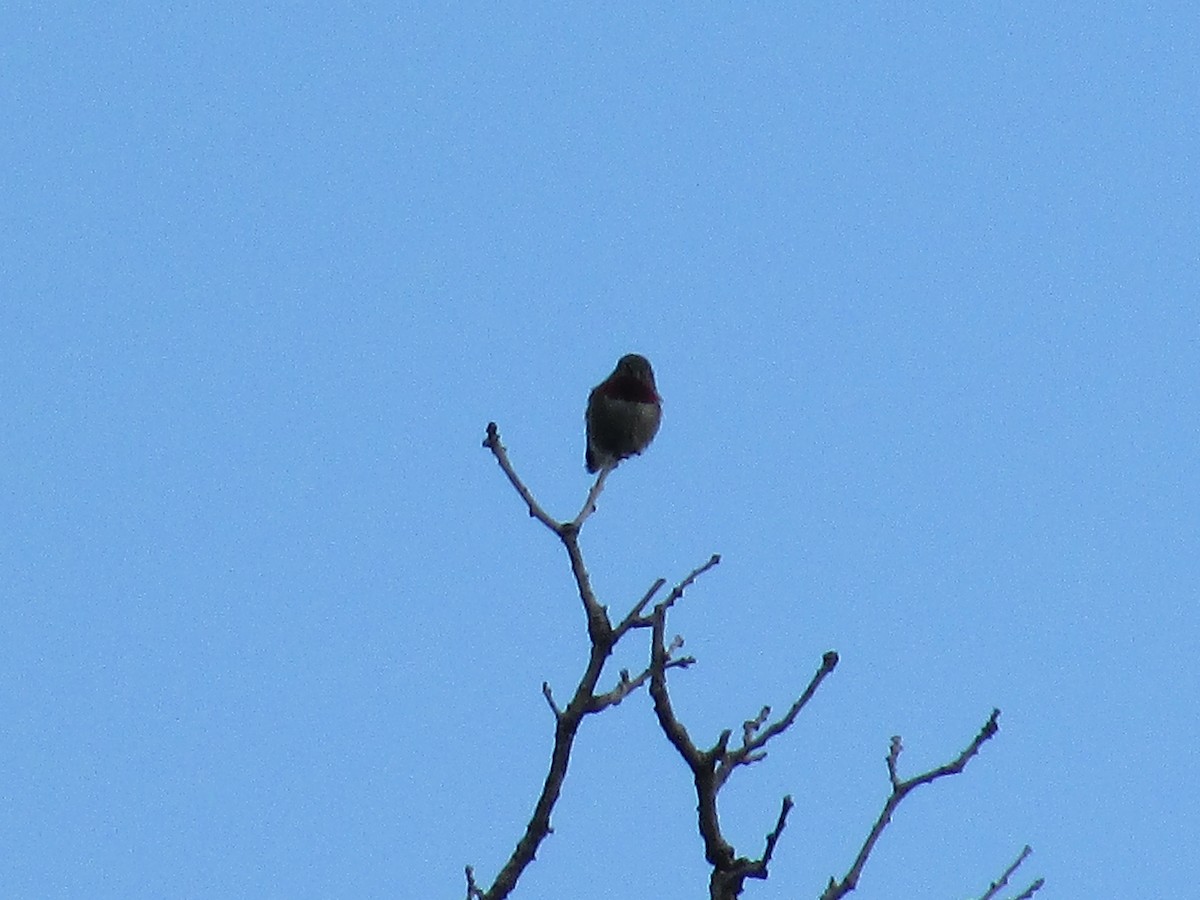 Broad-tailed Hummingbird - ML620932440