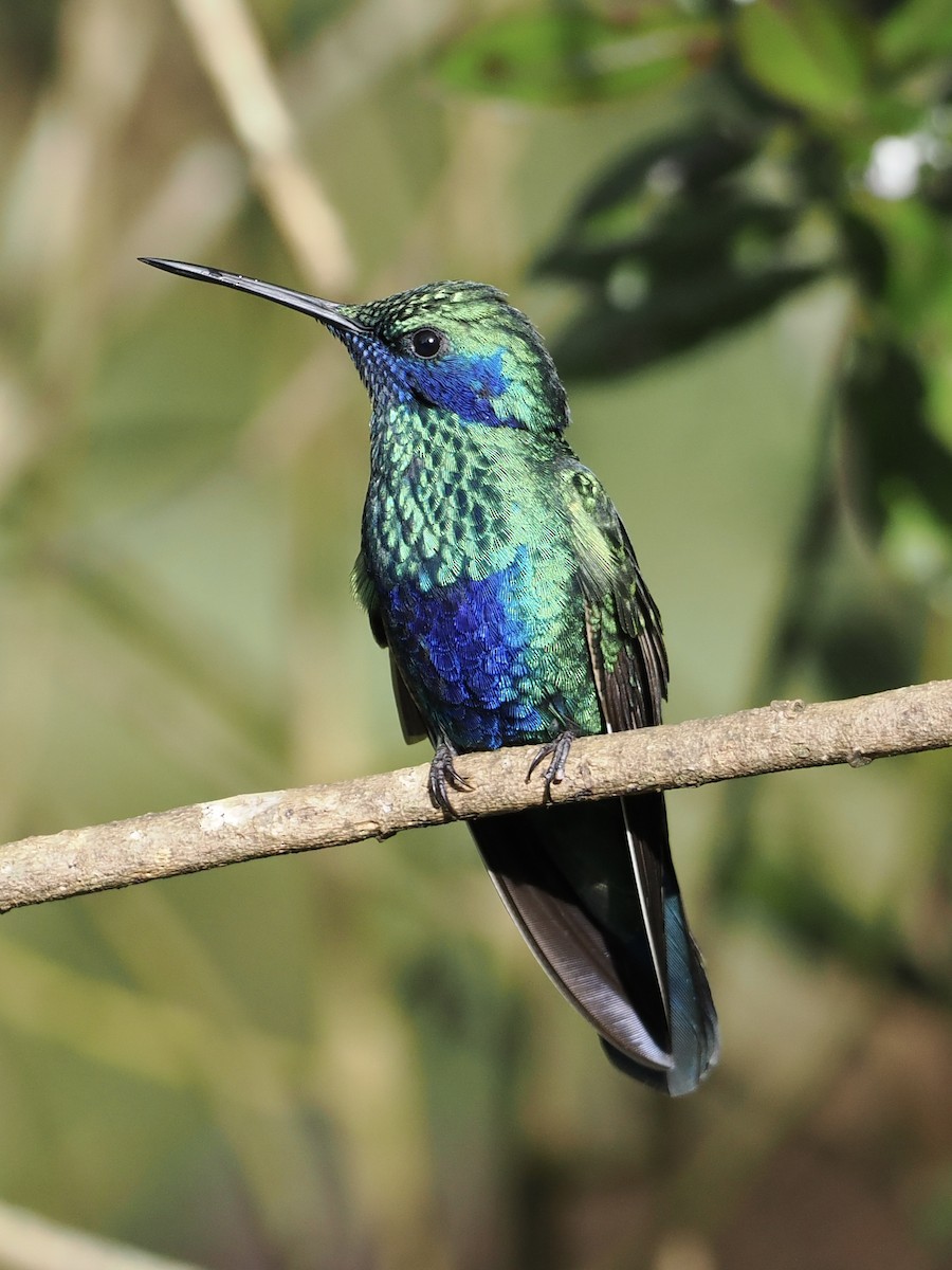 kolibřík modrolící - ML620932456