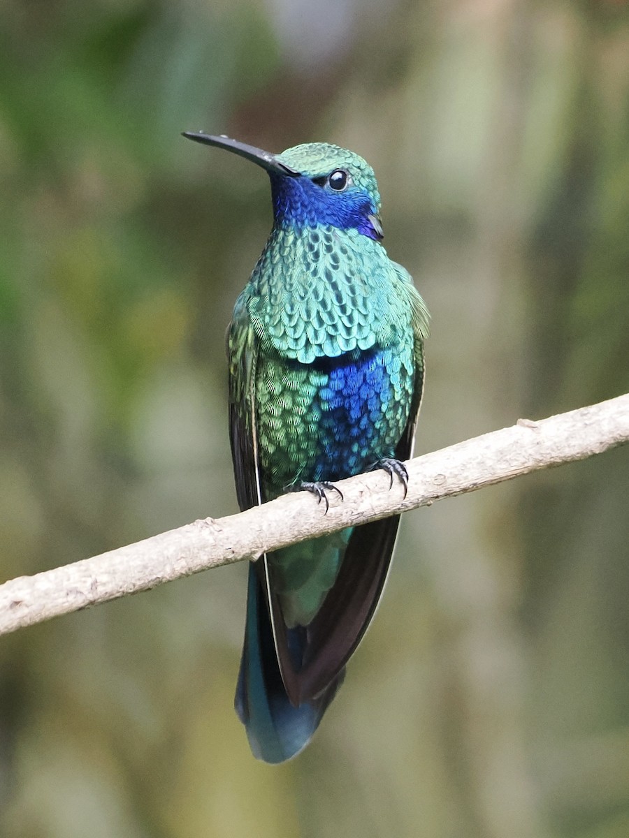 kolibřík modrolící - ML620932457