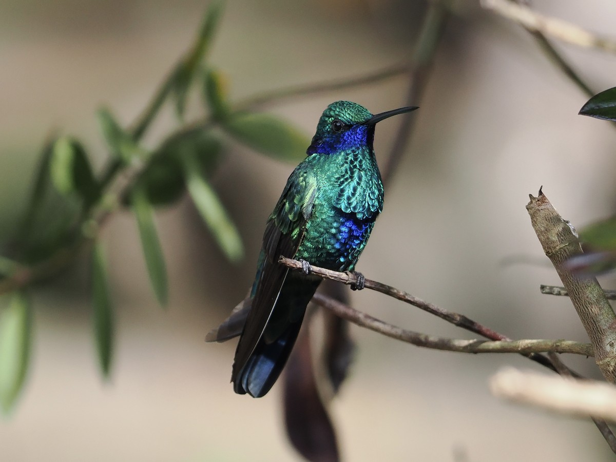 kolibřík modrolící - ML620932458
