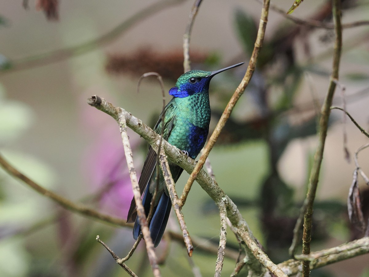 kolibřík modrolící - ML620932460