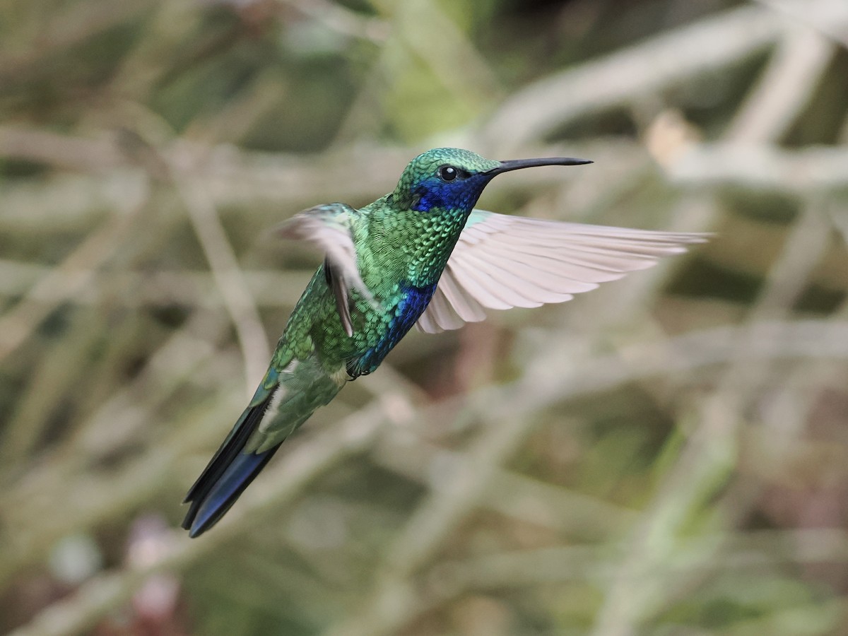 kolibřík modrolící - ML620932461