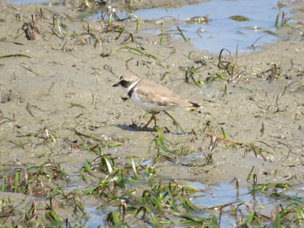 Semipalmated Plover - ML620932465