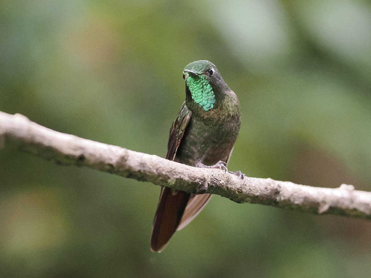 kolibřík dřišťálový - ML620932479