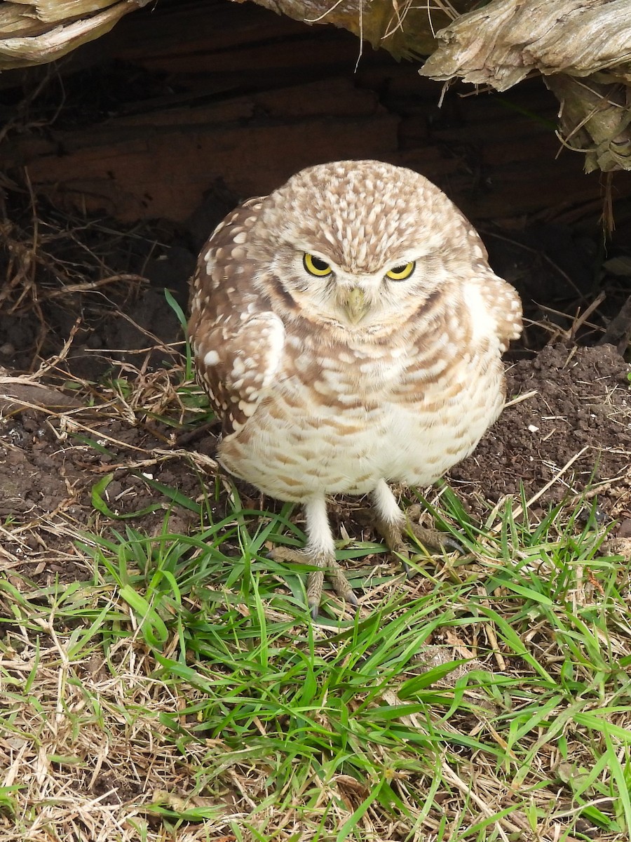 Burrowing Owl - ML620932490