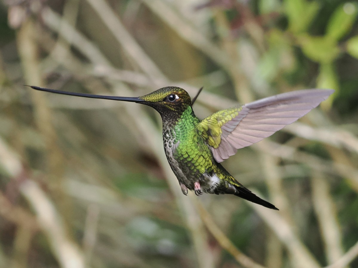 Sword-billed Hummingbird - ML620932516