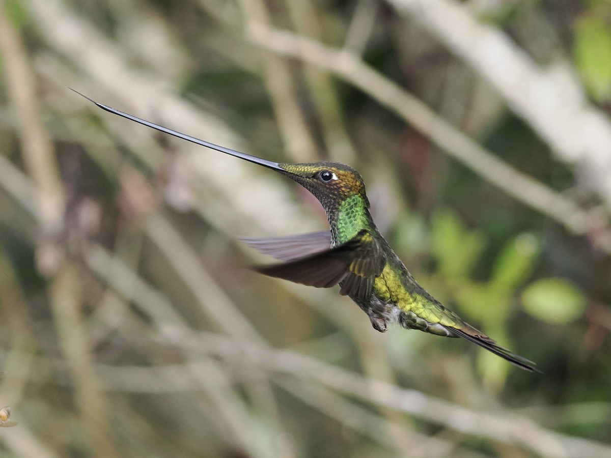 Sword-billed Hummingbird - ML620932517