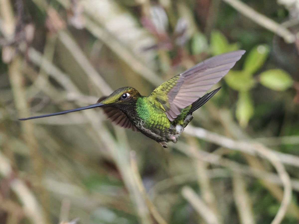 Sword-billed Hummingbird - ML620932518