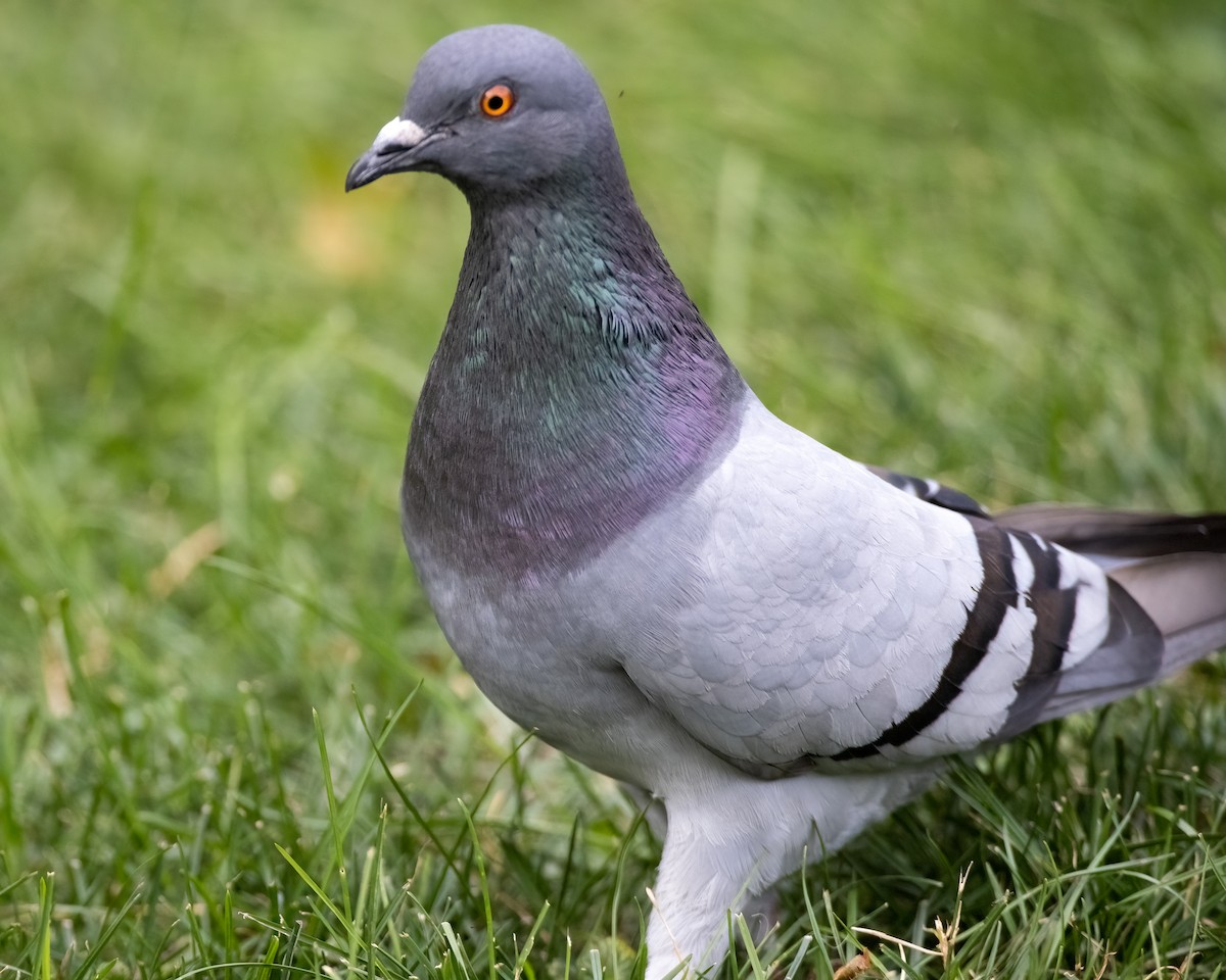 Rock Pigeon (Feral Pigeon) - ML620932524