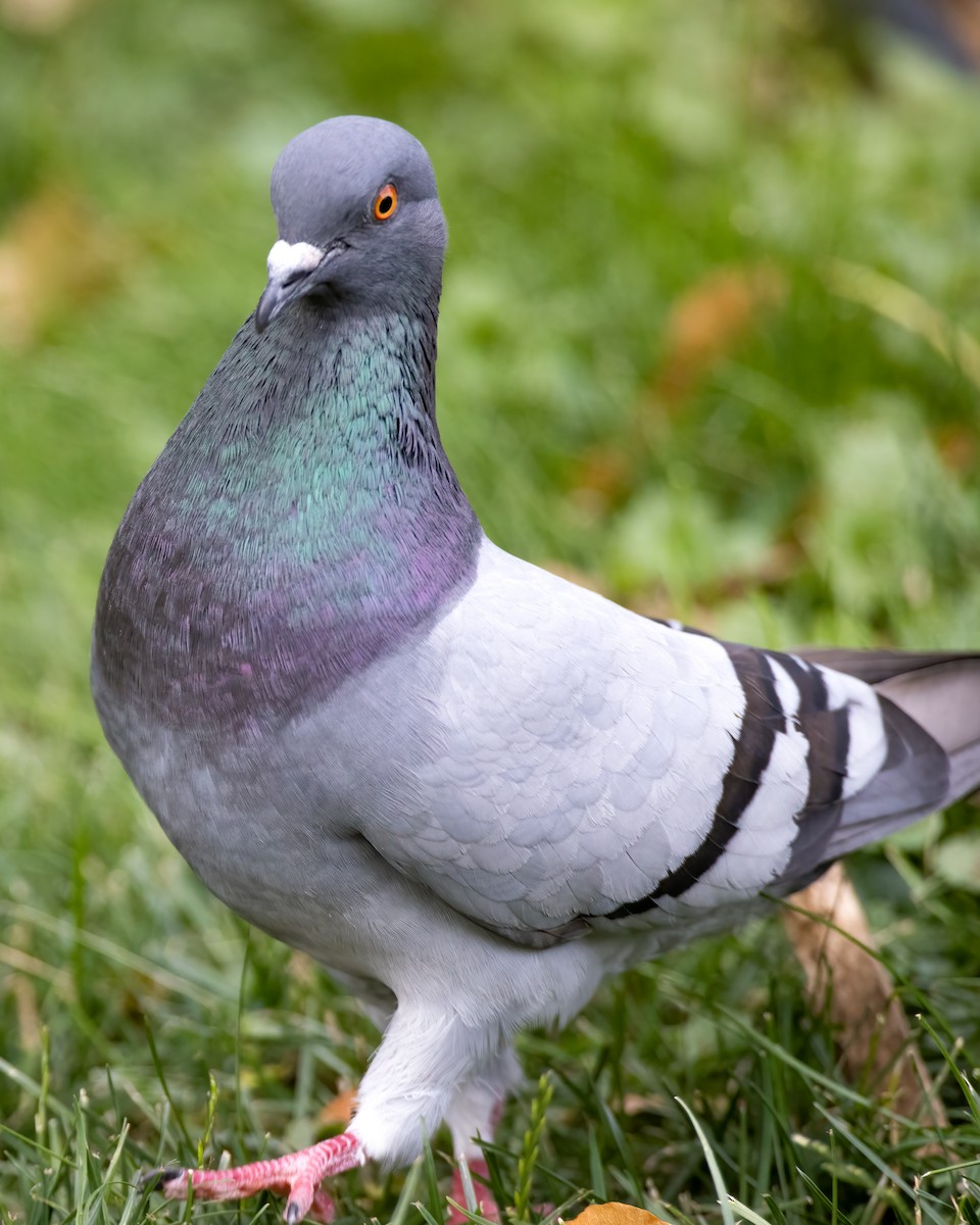 Rock Pigeon (Feral Pigeon) - ML620932525