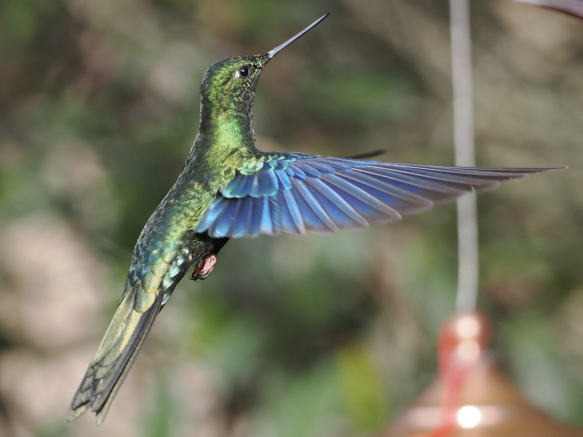 kolibřík modrokřídlý - ML620932532