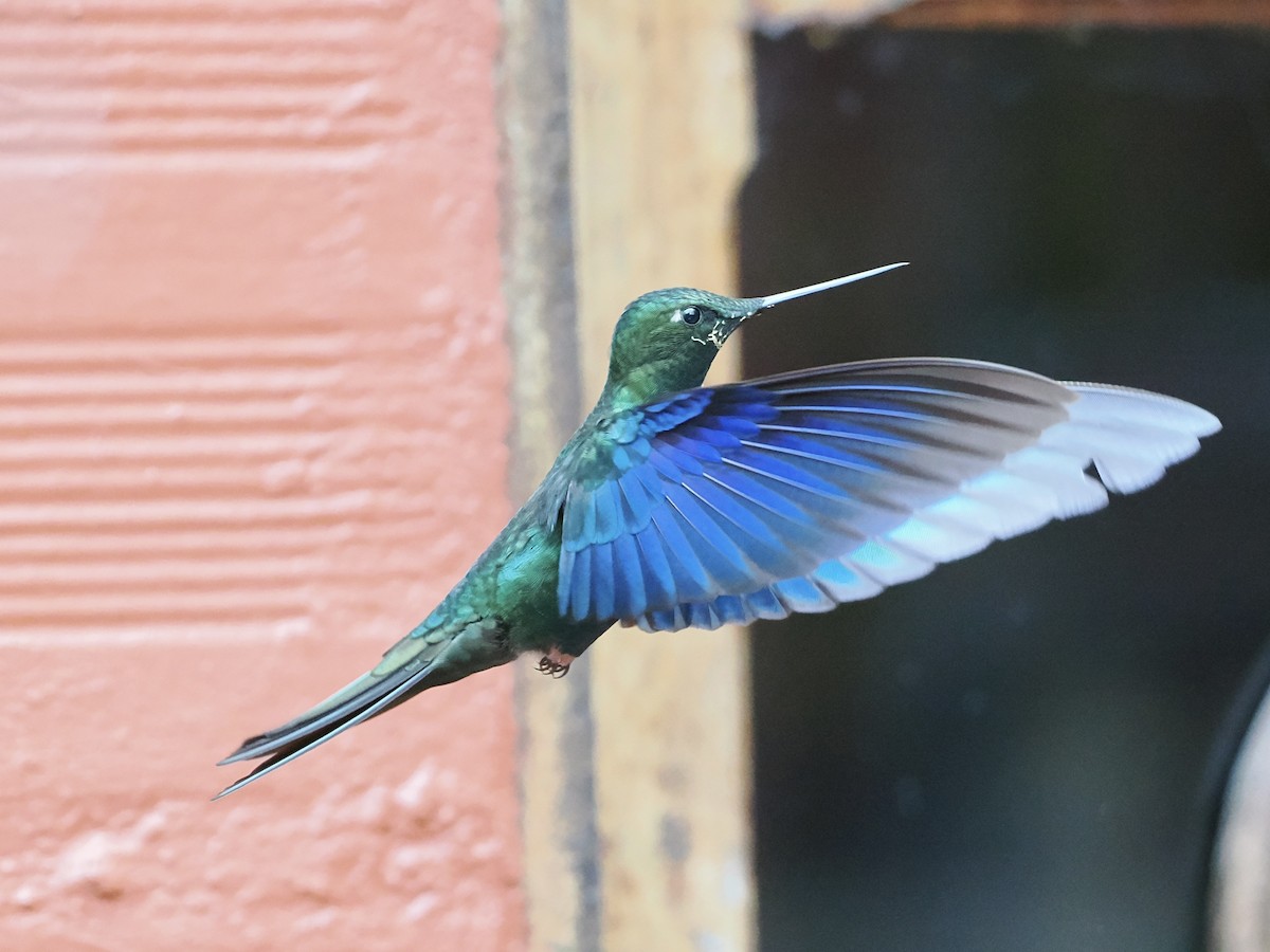 kolibřík modrokřídlý - ML620932533