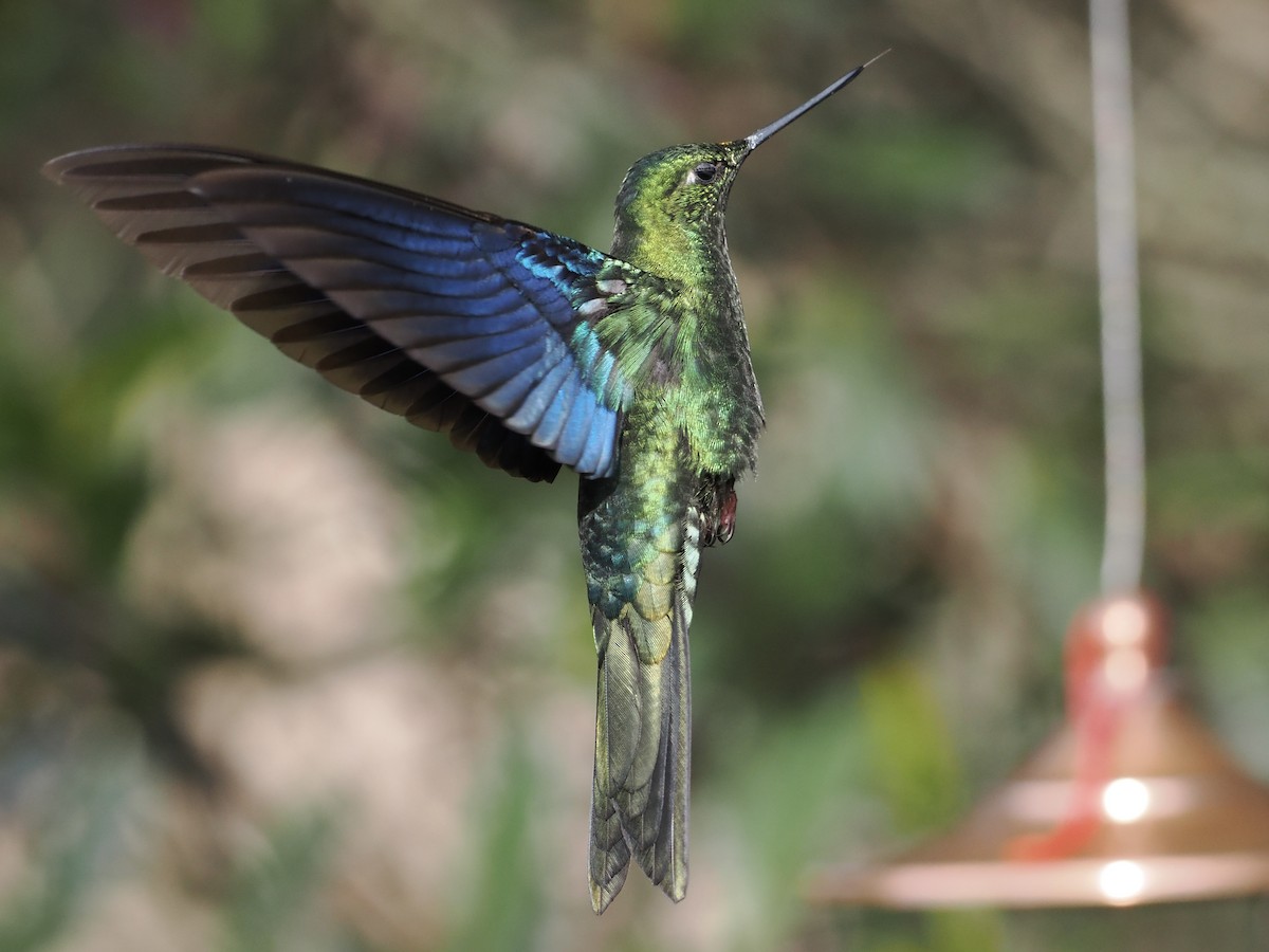 kolibřík modrokřídlý - ML620932534