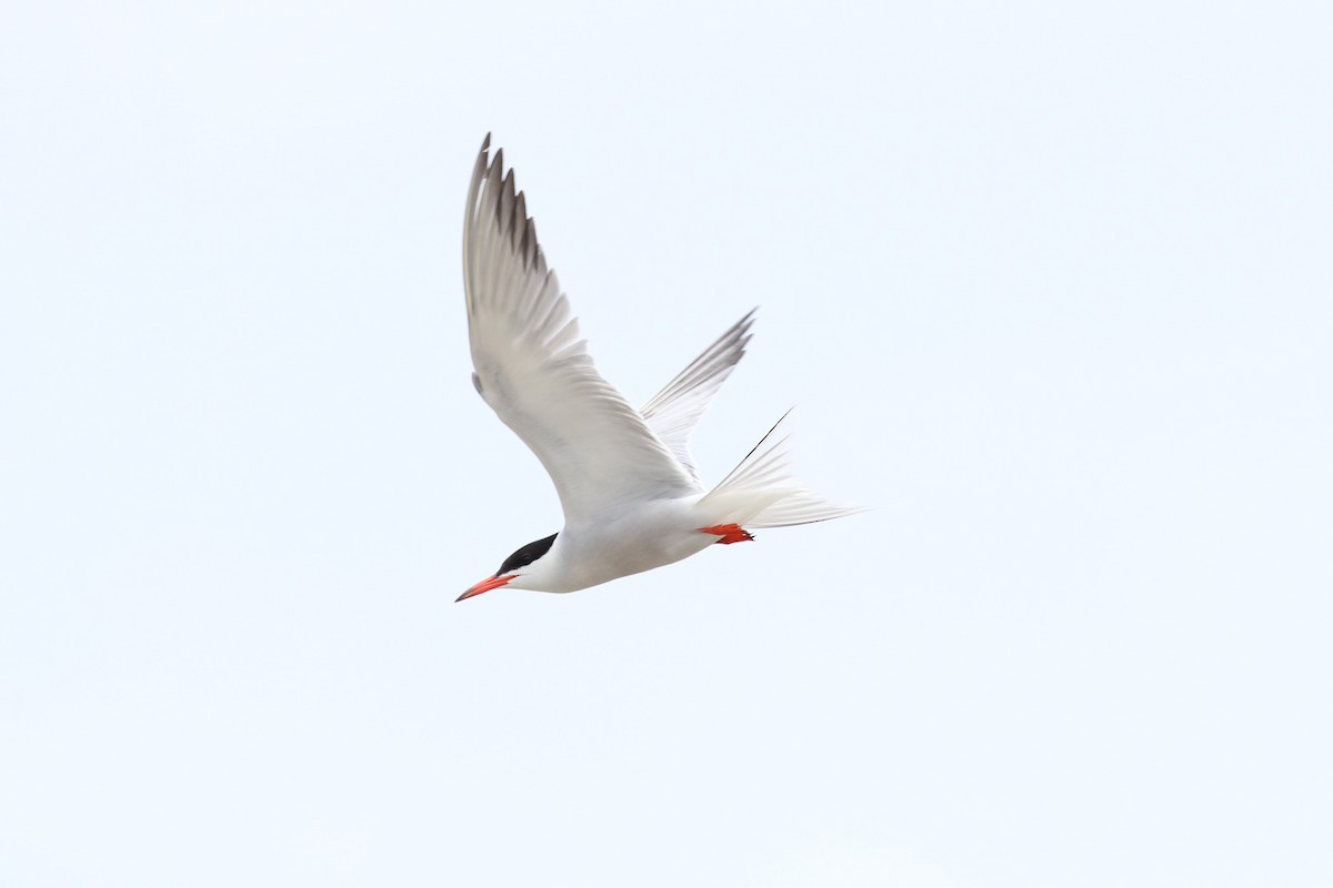 Common Tern - ML620932542