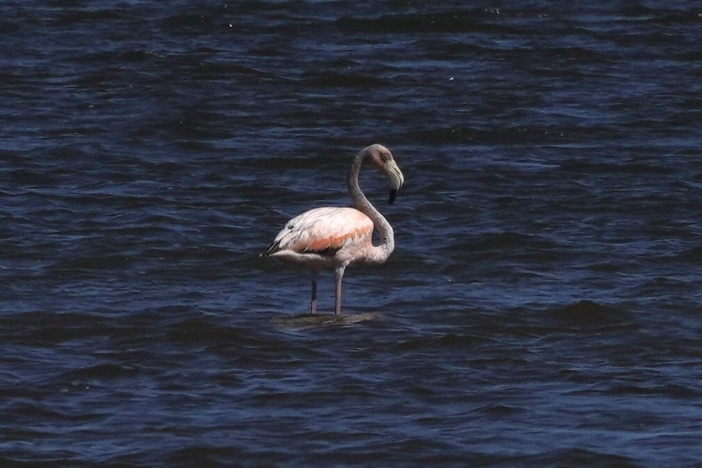 American Flamingo - M H