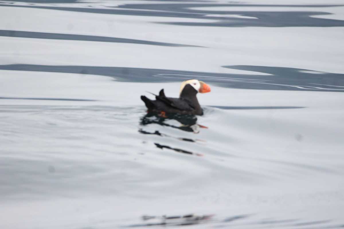 Tufted Puffin - ML620932585