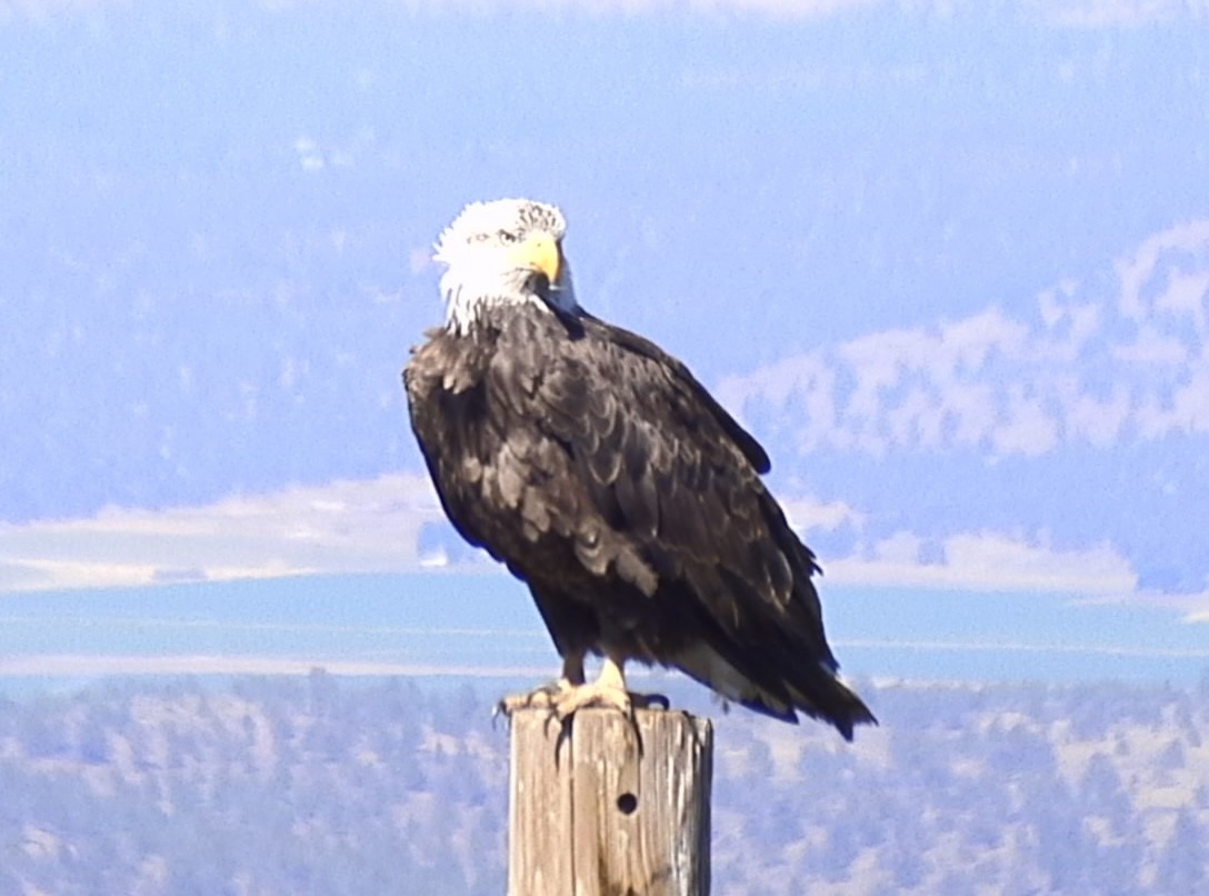 Bald Eagle - ML620932607