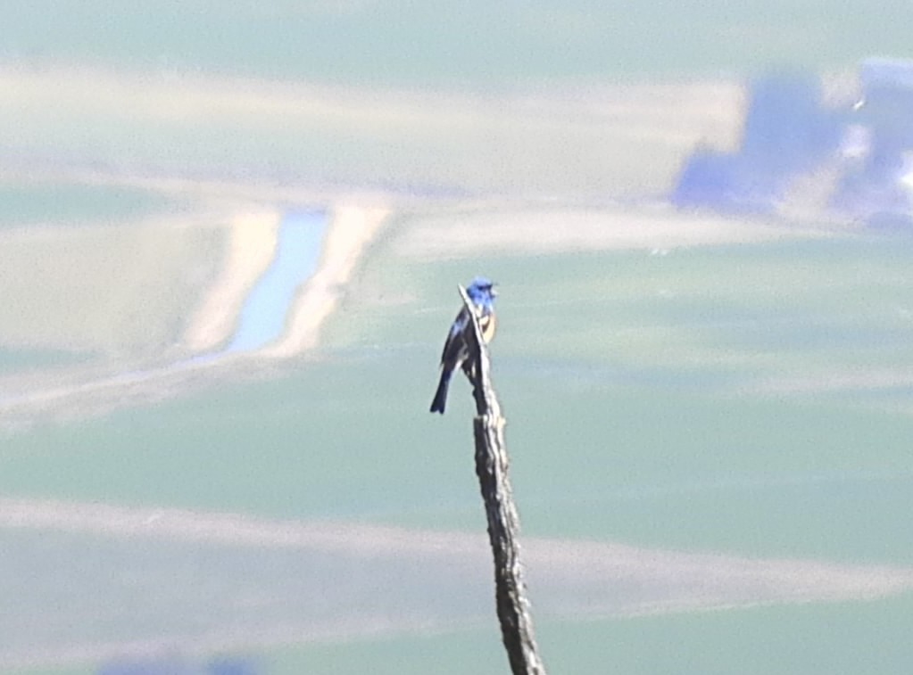 Lazuli Bunting - ML620932627