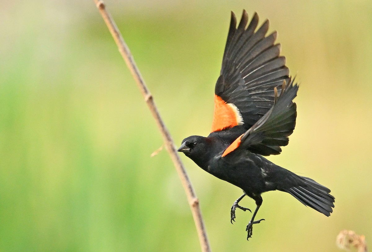 Red-winged Blackbird - ML620932645