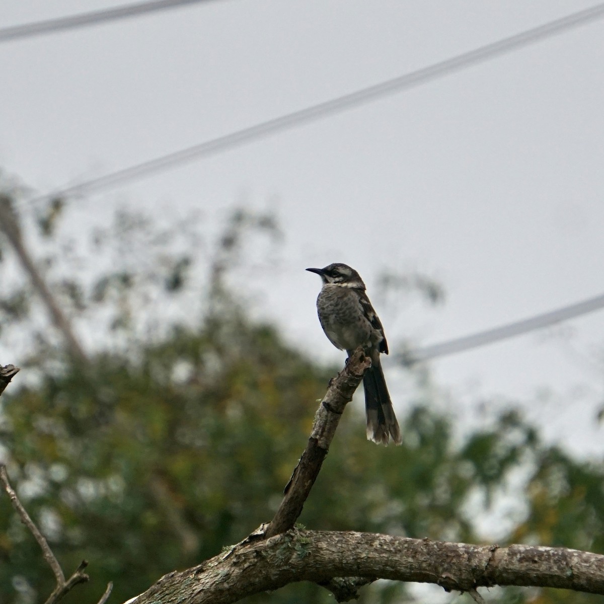 Long-tailed Mockingbird - Gregory Nichols