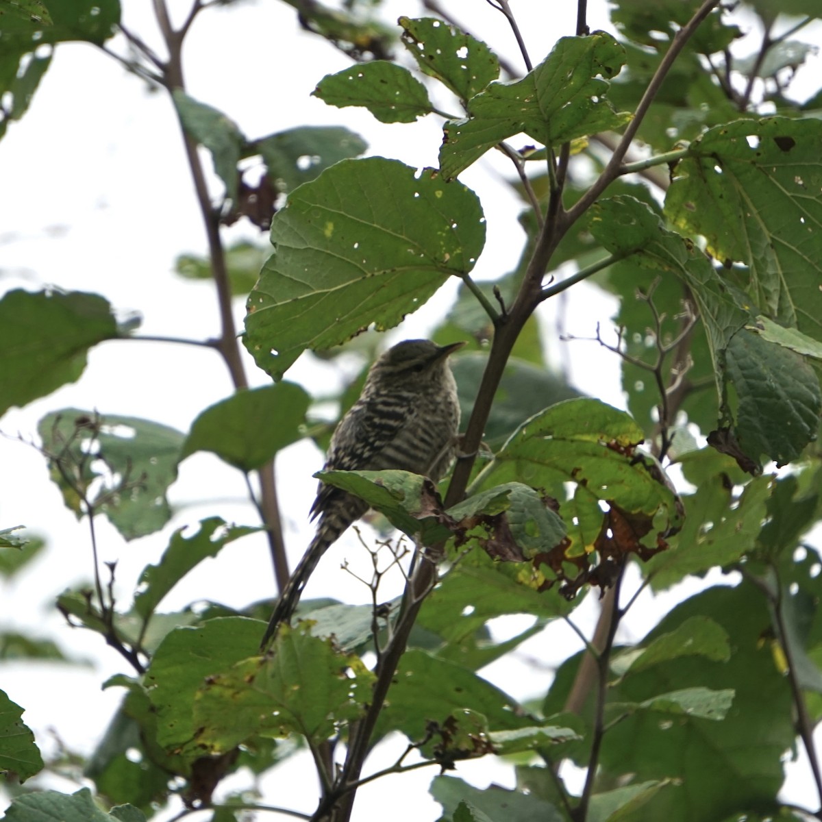 Long-tailed Mockingbird - ML620932650