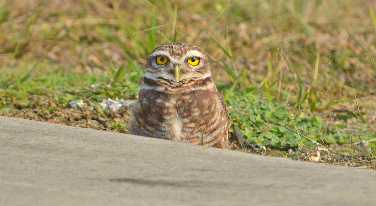 Burrowing Owl - ML620932655