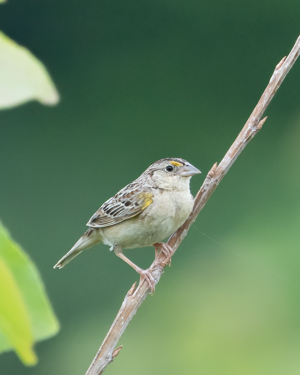 Grasshopper Sparrow - ML620932663