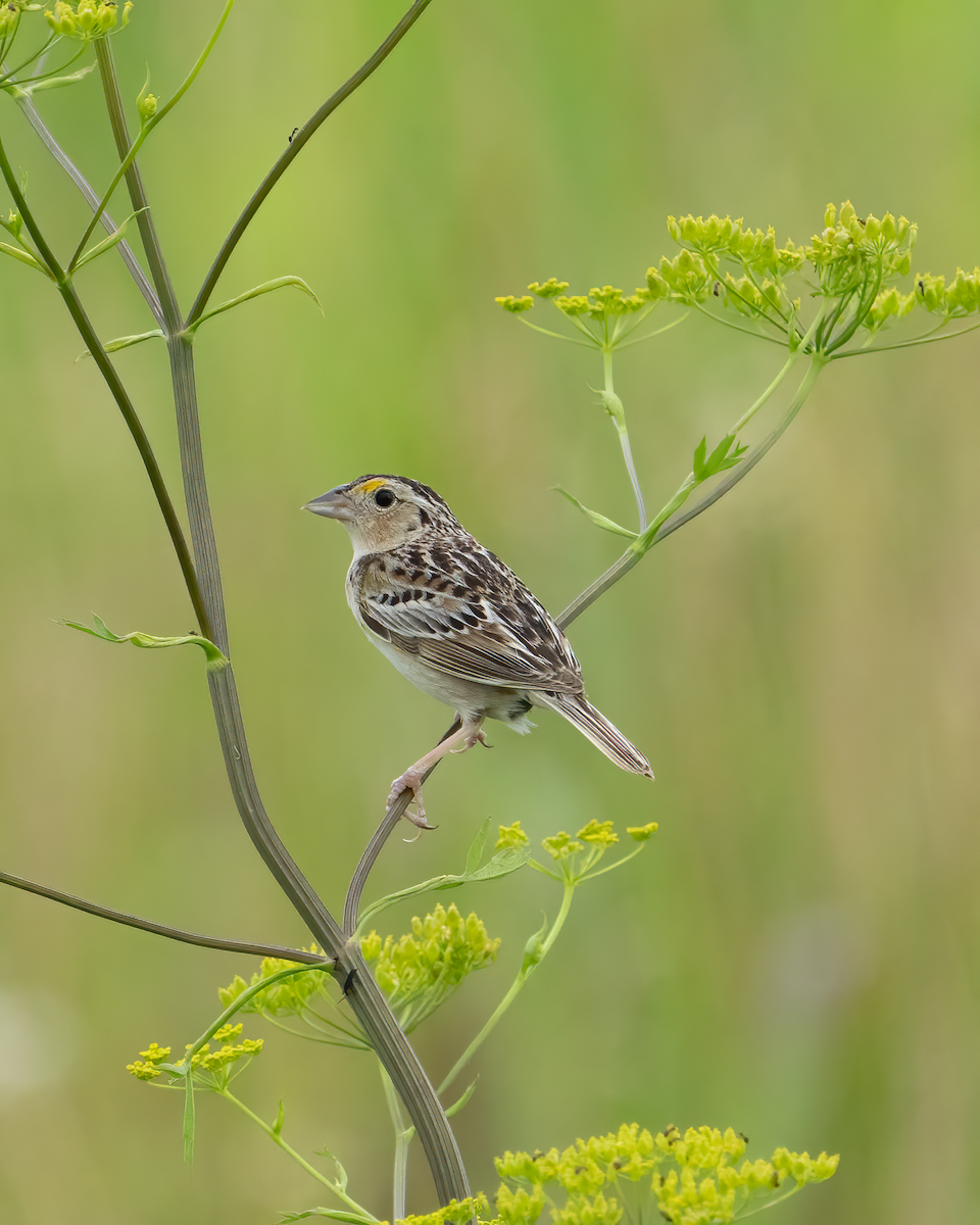 Grasshopper Sparrow - ML620932664