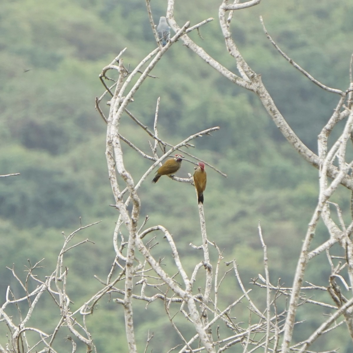 Golden-olive Woodpecker - ML620932689