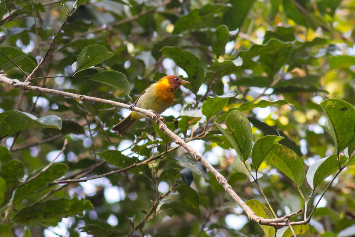 Rufous-headed Tanager - ML620932703